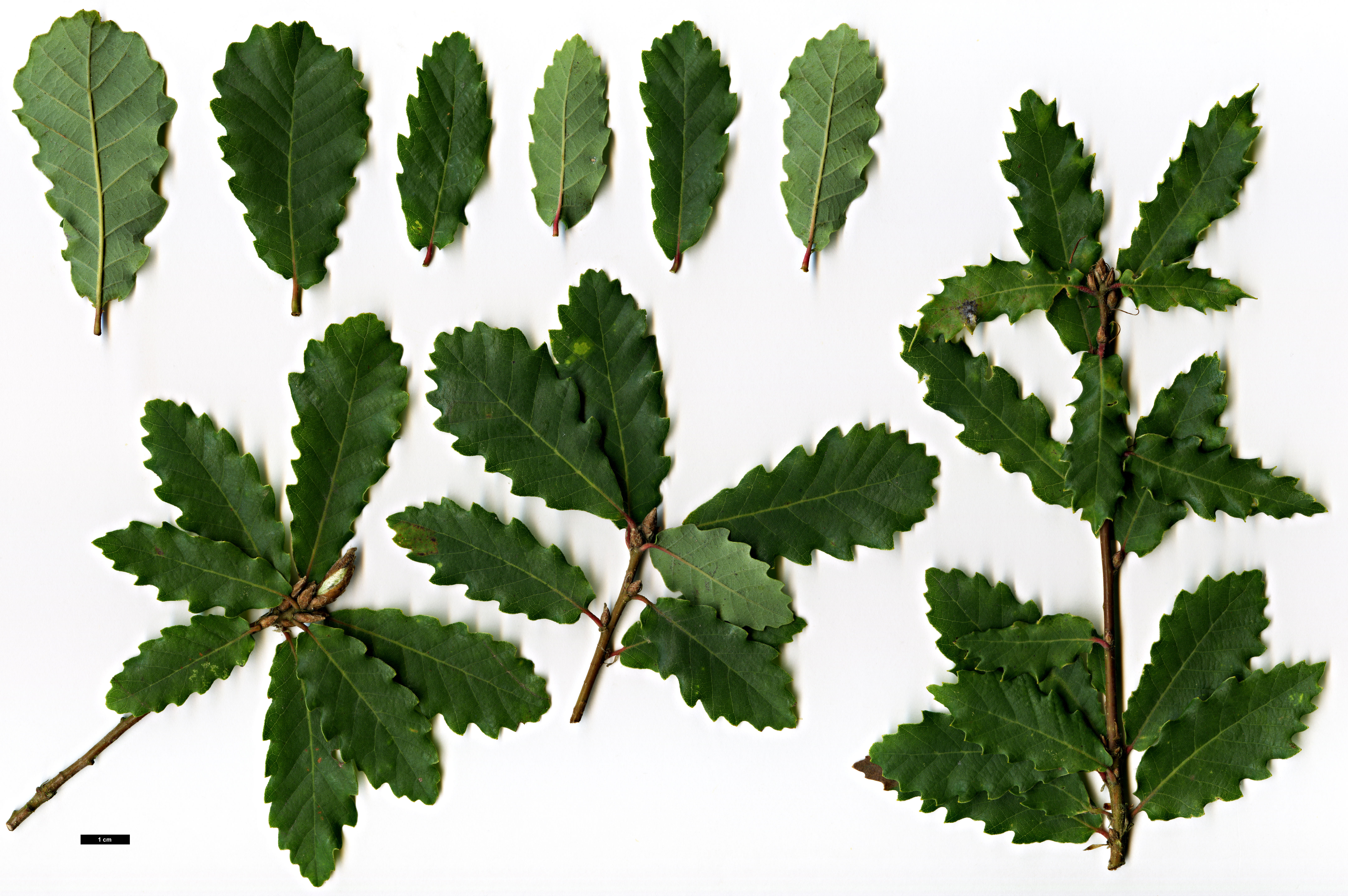 High resolution image: Family: Fagaceae - Genus: Quercus - Taxon: faginea - SpeciesSub: subsp. alpestris